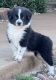 Miniature Australian Shepherd Puppies for sale in Stigler, OK 74462, USA. price: NA