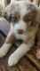 Miniature Australian Shepherd Puppies for sale in Placer County, CA, USA. price: NA