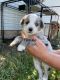 Miniature Australian Shepherd Puppies for sale in Spanish Fork, UT 84660, USA. price: $1,000
