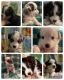 Miniature Australian Shepherd Puppies for sale in Lodi, CA, USA. price: NA