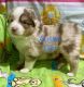 Miniature Australian Shepherd Puppies for sale in Harmony, NC 28634, USA. price: $1,800