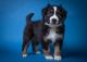 Miniature Australian Shepherd Puppies for sale in New Concord, OH 43762, USA. price: $1,200