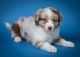 Miniature Australian Shepherd Puppies for sale in New Concord, OH 43762, USA. price: NA