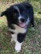 Miniature Australian Shepherd Puppies for sale in Lawrenceburg, TN, USA. price: $800