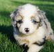 Miniature Australian Shepherd Puppies for sale in Dalton, OH 44618, USA. price: NA