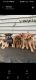 Miniature Australian Shepherd Puppies for sale in Madison, Nashville, TN, USA. price: NA