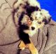 Miniature Australian Shepherd Puppies for sale in Conroe, TX, USA. price: $1,300
