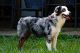 Miniature Australian Shepherd Puppies for sale in Conroe, TX, USA. price: $500
