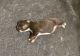 Miniature Australian Shepherd Puppies for sale in Garysburg, NC, USA. price: $2,500