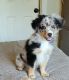 Miniature Australian Shepherd Puppies for sale in Conroe, TX, USA. price: $800