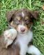 Miniature Australian Shepherd Puppies for sale in Washington, GA 30673, USA. price: $900