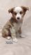 Miniature Australian Shepherd Puppies for sale in Bend, OR, USA. price: NA