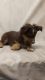 Miniature Australian Shepherd Puppies for sale in Bend, OR, USA. price: $800