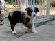 Miniature Australian Shepherd Puppies for sale in Albany, OR 97321, USA. price: $800