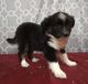 Miniature Australian Shepherd Puppies for sale in Campbell, MN 56522, USA. price: NA