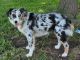 Miniature Australian Shepherd Puppies for sale in Robinson, TX 76706, USA. price: NA