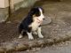 Miniature Australian Shepherd Puppies for sale in Albany, OR 97321, USA. price: $350