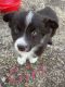 Miniature Australian Shepherd Puppies for sale in Goltry, OK 73739, USA. price: NA