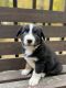 Miniature Australian Shepherd Puppies for sale in Whitewater, MO 63785, USA. price: $850