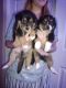 Miniature Australian Shepherd Puppies for sale in Sun City, AZ 85379, USA. price: NA