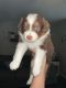 Miniature Australian Shepherd Puppies for sale in Marshall, TX, USA. price: NA