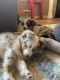 Miniature Australian Shepherd Puppies for sale in Bentonville, AR, USA. price: $800