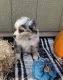 Miniature Australian Shepherd Puppies for sale in Wyoming, IA 52362, USA. price: NA