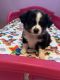 Miniature Australian Shepherd Puppies for sale in Holiday, FL, USA. price: $1,050