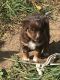 Miniature Australian Shepherd Puppies for sale in Ewing, KY 41039, USA. price: $800