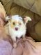 Miniature Australian Shepherd Puppies for sale in Hillsboro, OH 45133, USA. price: $550