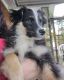 Miniature Australian Shepherd Puppies for sale in Asheville, NC, USA. price: $500