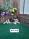 Miniature Australian Shepherd Puppies for sale in Nathalie, VA 24577, USA. price: $1,000
