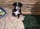 Miniature Australian Shepherd Puppies for sale in Fort Lauderdale, FL 33326, USA. price: NA