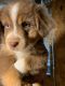 Miniature Australian Shepherd Puppies for sale in Sturgis, SD 57785, USA. price: $600