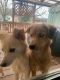 Miniature Australian Shepherd Puppies for sale in Springfield, MO, USA. price: NA