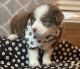 Miniature Australian Shepherd Puppies for sale in Ottumwa, IA 52501, USA. price: $1,700