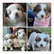 Miniature Australian Shepherd Puppies for sale in Dacoma, OK 73731, USA. price: NA