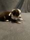 Miniature Australian Shepherd Puppies for sale in Phoenix, AZ 85051, USA. price: NA