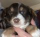 Miniature Australian Shepherd Puppies for sale in Roann, IN 46974, USA. price: NA
