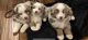 Miniature Australian Shepherd Puppies for sale in Dacoma, OK 73731, USA. price: $750