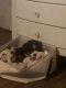 Miniature Australian Shepherd Puppies for sale in Fort Worth, TX 76140, USA. price: NA