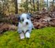 Miniature Australian Shepherd Puppies for sale in Boston, MA, USA. price: NA