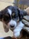 Miniature Australian Shepherd Puppies for sale in Madisonville, KY 42431, USA. price: $350