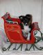 Miniature Australian Shepherd Puppies for sale in Wellsville, NY 14895, USA. price: NA