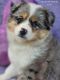 Miniature Australian Shepherd Puppies for sale in Stevinson, CA 95374, USA. price: NA