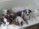 Miniature Australian Shepherd Puppies for sale in Kellogg, MN 55945, USA. price: NA