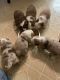 Miniature Australian Shepherd Puppies for sale in Sussex, WI, USA. price: NA
