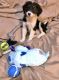 Miniature Australian Shepherd Puppies for sale in Lansing, MI, USA. price: $250