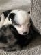 Miniature Australian Shepherd Puppies for sale in CROOKED RIVER, OR 97760, USA. price: $300