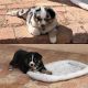 Miniature Australian Shepherd Puppies for sale in Bisbee, AZ 85603, USA. price: NA